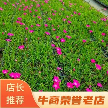 欧石竹穴盘苗粉黛乱子草花海用苗基地直发欧石竹苗