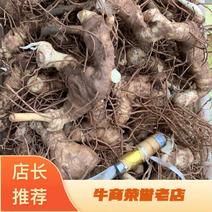 四川高产量黄精种块茎四季不倒黄精成活率高