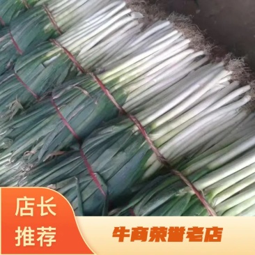 山东滕州铁杆钢葱货源充足！质量很好！价格便宜