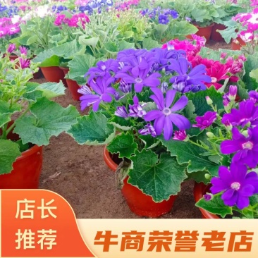 【优选】瓜叶菊,产地直销,颜色多棵型大质量保障