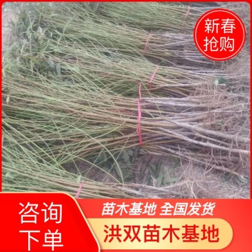 山东冠县中油四号桃树苗1--15公分大量现货，占地桃树，