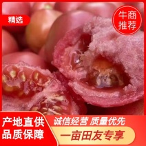 精品硬粉西红柿弧三以上质量好价格优口感番茄水果西红柿