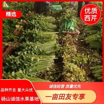 安徽芹菜。美国西芹，小棵芹菜，保证质量，全国代发。