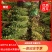安徽芹菜。美国西芹，小棵芹菜，保证质量，全国代发。