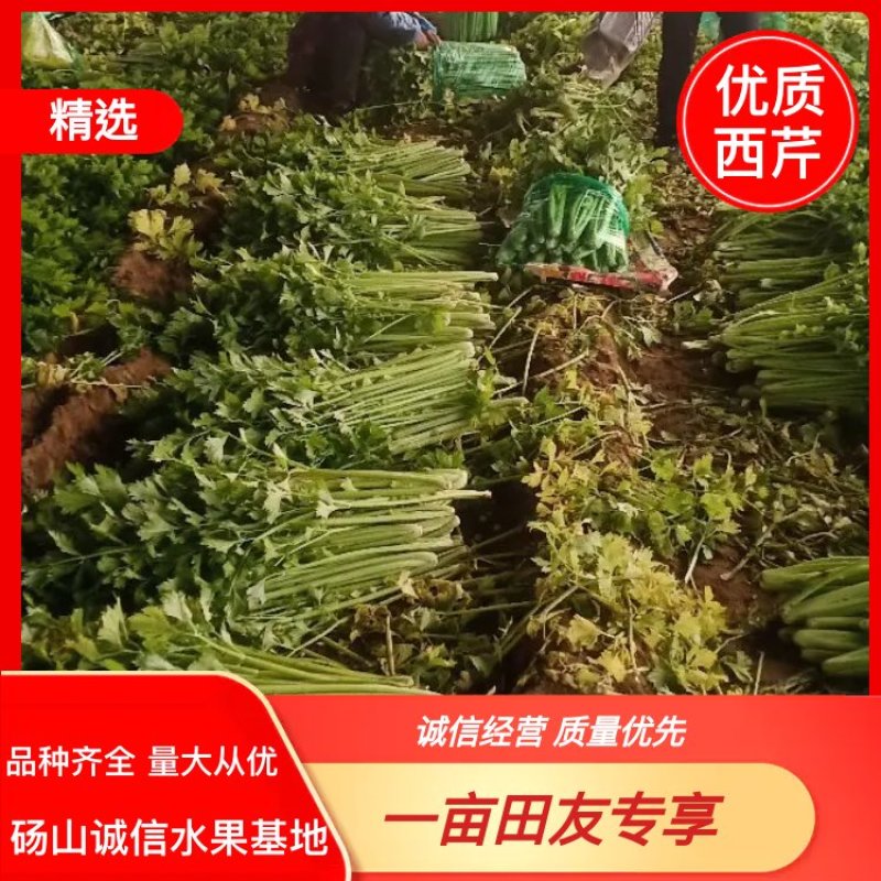 安徽芹菜。美国西芹，小棵芹菜，保证质量，全国代发。