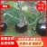 紫园茄子苗，圆茄苗品种纯正，基地直供，货量大，可实地考察