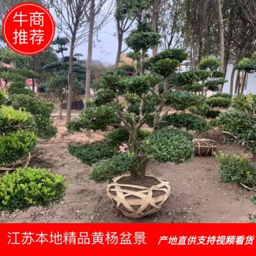 黄杨造型老桩，小叶黄杨桩，看视频选苗成活率高