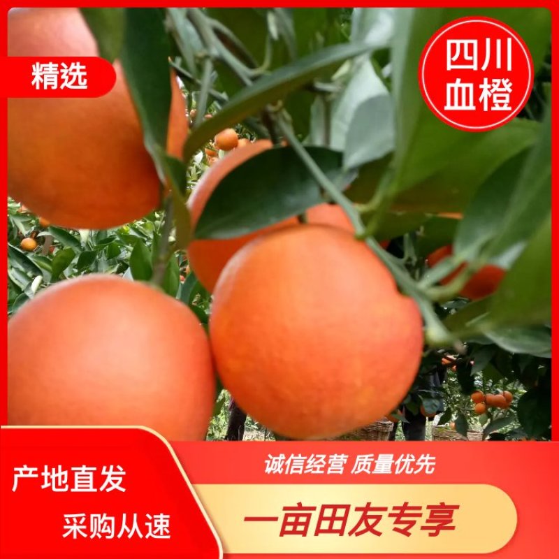 四川资中塔尔科血橙口感清香超甜一手货源可视频看货