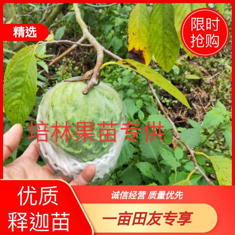 凤梨释迦杯苗，成活率高，免费技术指导，带土带杯发货确成活