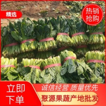 精品菠菜困把菜，叶片厚，无黄叶，营养价值高。