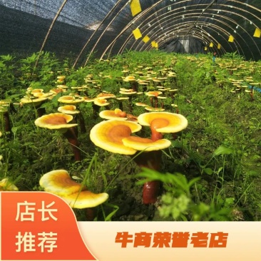 赤灵芝自产批发欢迎联系看货