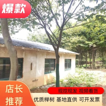 红榉树榉树12/15/18/20/22公分榉树高成活率