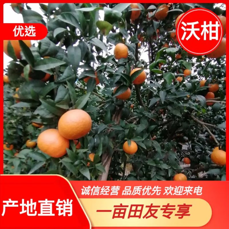 沃柑，表皮光亮，清甜可口，大自然的香味，产地直发品质保障