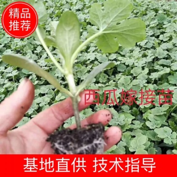 甜王，绿裳，花瓜，等西瓜嫁接苗支持拿种子来代接一件代发，
