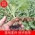 甜王，绿裳，花瓜，等西瓜嫁接苗支持拿种子来代接一件代发，