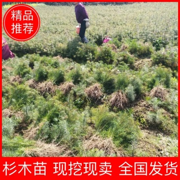 杉树苗/刺杉苗/江西杉树/全国发货支持视频看货