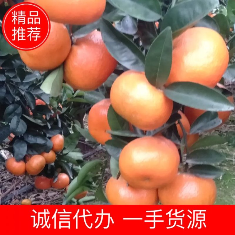 广西金秀，五十万精品默科特橘节后大量上市