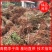 青脆李，苗，品种纯正，包成活，死苗补发，包种植技术