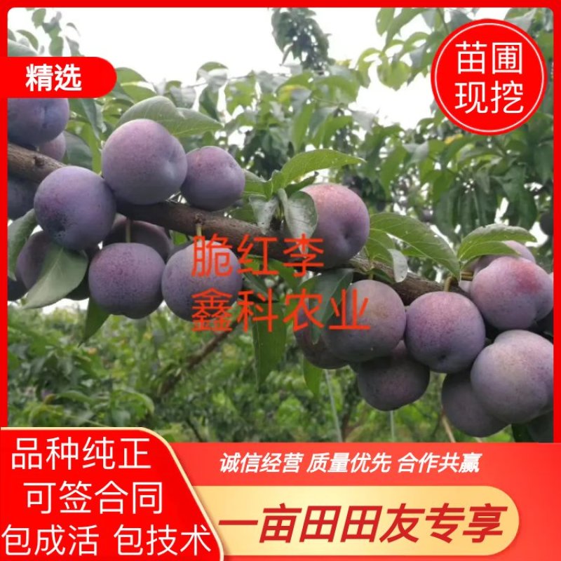 李子苗，脆红李基地直供，包邮，包成活，包技术。死苗补发。
