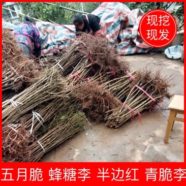 苗圃现挖李子苗，五月脆，蜂糖李，半边红，包邮包技术，死苗补发