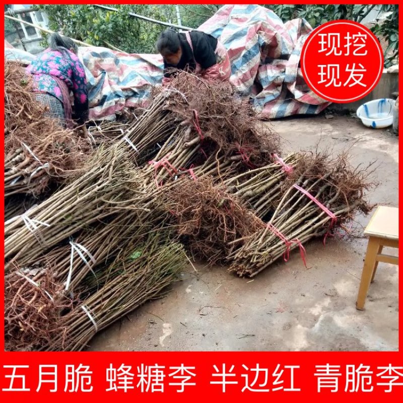 苗圃现挖李子苗，五月脆，蜂糖李，半边红，包邮包技术，死苗补发