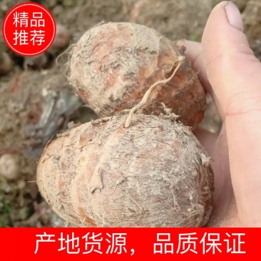 四川芋头，精品毛芋头，芋母现货，每天大量有货欢迎各位老板收购
