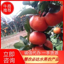 广西金秀，五十万精品默科特橘节后大量上市