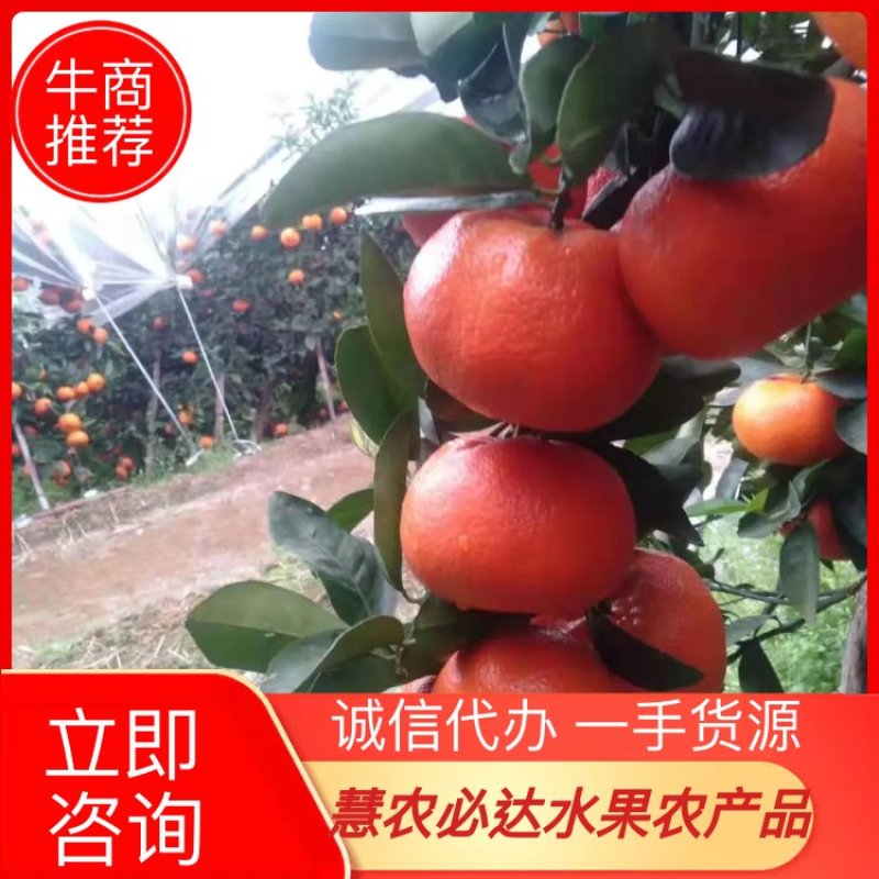 广西金秀，五十万精品默科特橘节后大量上市