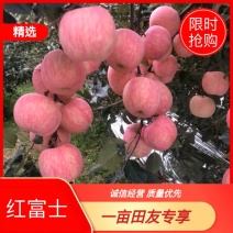 红富士苹果条纹2001全红都有现货啦老板抓紧啦