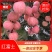 红富士苹果条纹2001全红都有现货啦老板抓紧啦