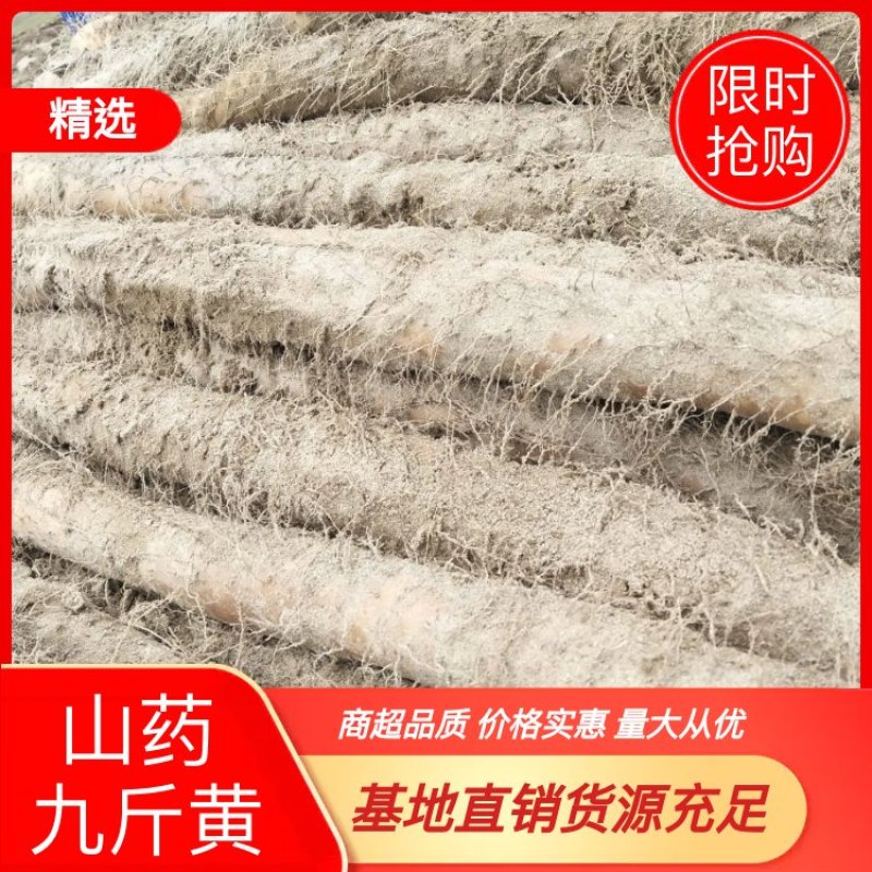 沙地九斤黄山药已大量上市质量保证欢迎新老顾客前来实地考查