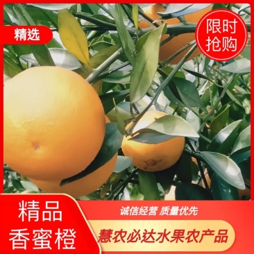 金秀精品香蜜橙大量现货供应,欢迎老板订购