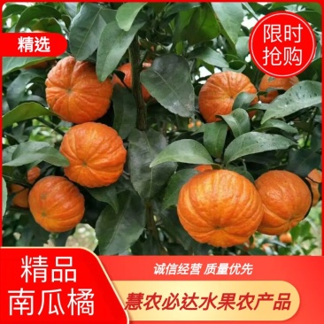南瓜橘大量供应，产地直销，欢迎全国各地经销商