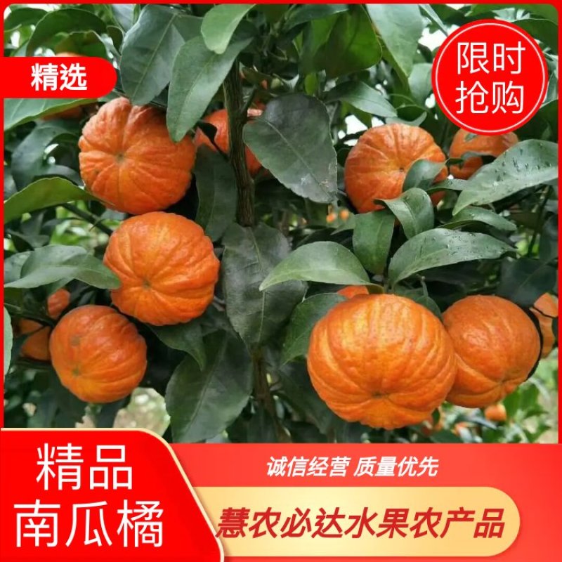 南瓜橘大量供应，产地直销，欢迎全国各地经销商