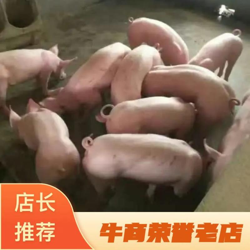 【推荐】山东三元仔猪猪场常年直供品种全价格公道