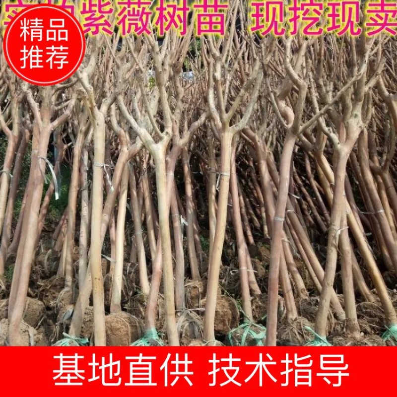紫薇红火箭紫薇花百日红红火球天鹅绒红花紫薇苗一百多亩基地