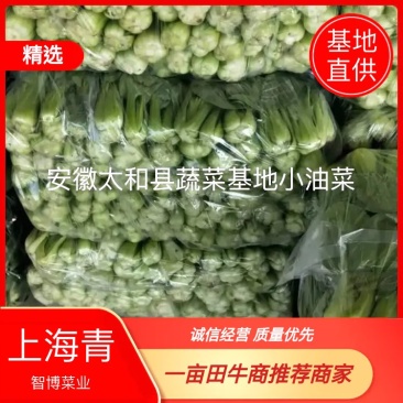 安徽太和县蔬菜基地小油菜上海青代收代办常年供应