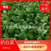 安徽太和县蔬菜基地小油菜奶白菜上海青代收代办常年供应