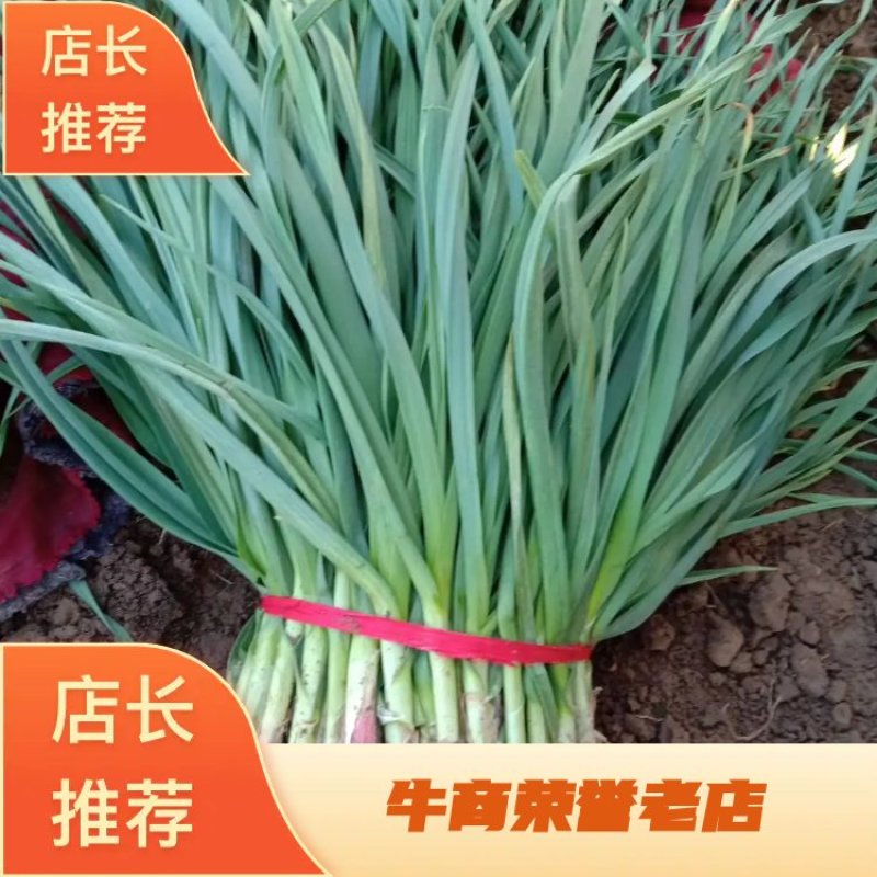 安阳内黄蒜苗大量上市，一手货源，产地直供，量大价优