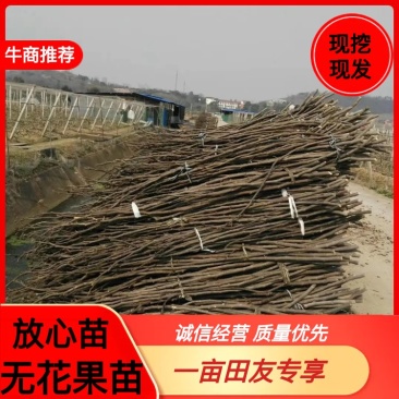（热销）优质无花果新鲜枝条，波姬红无花果，大玛，产地直销