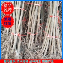 （放心苗）无花果苗波姬红无花果苗品种纯正现挖现卖