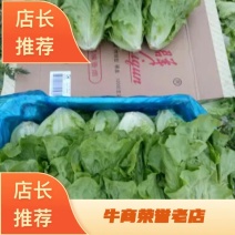 安阳精品意大利生菜基地，一手货源，产地直供可视频