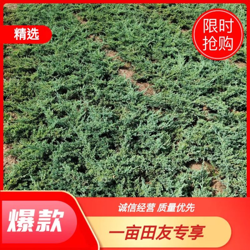 铺地柏、地柏、爬地柏基地直销，大量出售包成活价格低