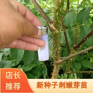 中药才种植基地乌龙头苗子，新种子刺嫩芽苗诚信经营
