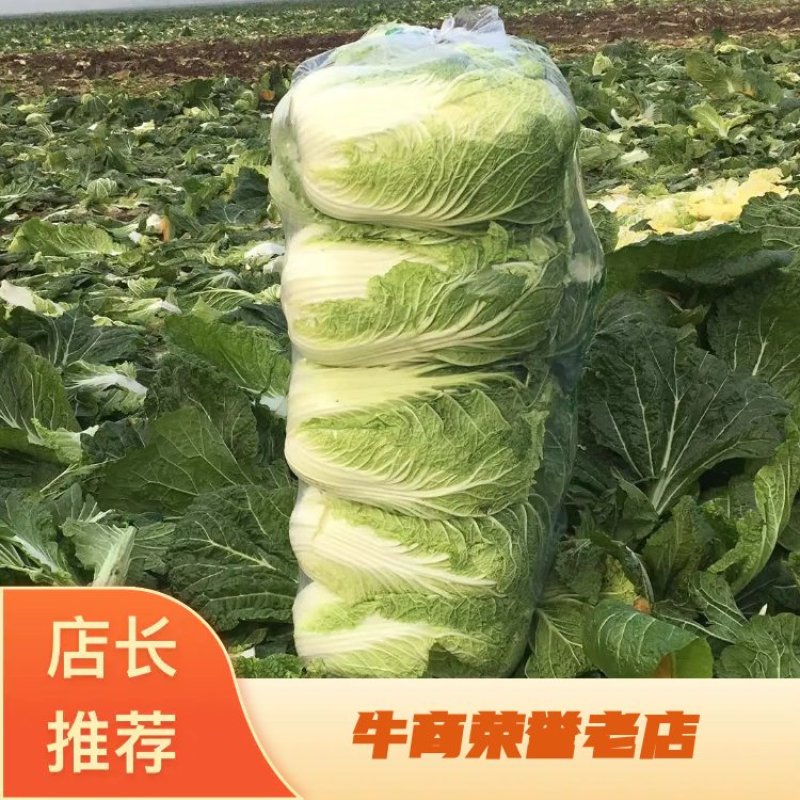 湖北嘉鱼潘家湾刘国林白菜，黄心白菜产地直销，诚信经营