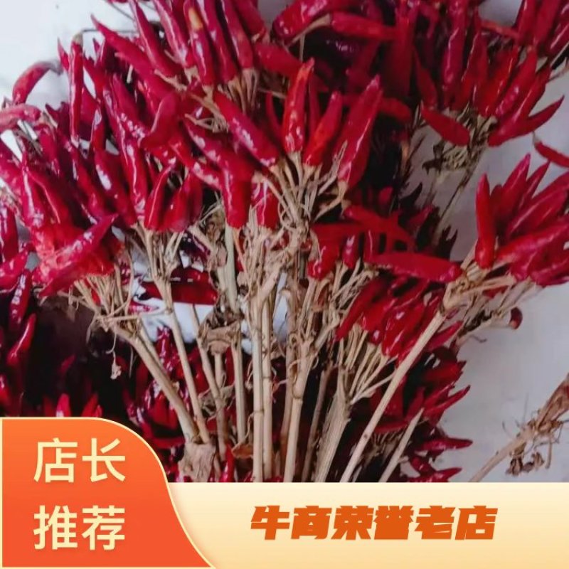 高辣朝天椒辣椒苗签种植回收合同，保证回收