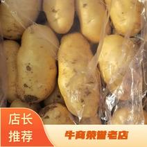 荷兰土豆大量上市山东肥城产地直供质量上乘对接商超