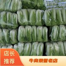〔北京三号〕大白菜万亩基地直采可视频品质