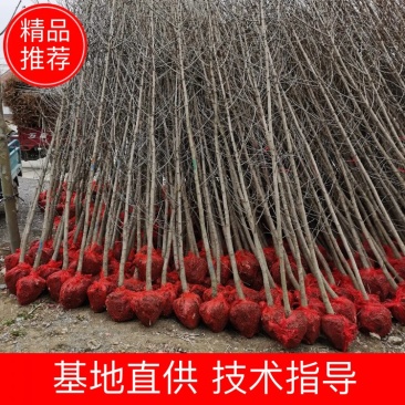 银杏基地大量供应1/2/3/4/5/8/10公分银杏树苗