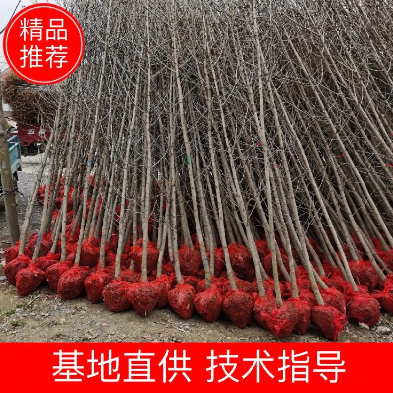 银杏基地大量供应1/2/3/4/5/8/10公分银杏树苗